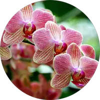 Mary Tse - RenoVista Construction customer - Google Review